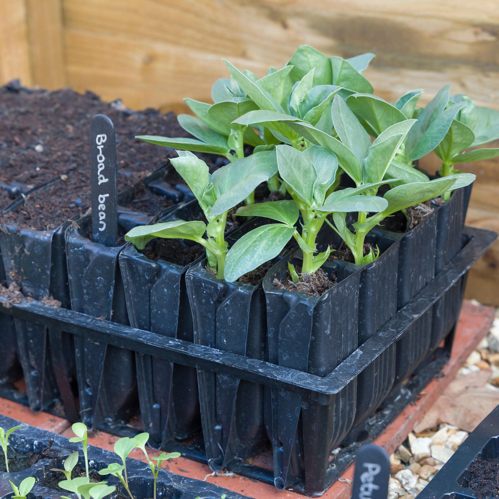 Broad bean seedlings growing in rootrainers