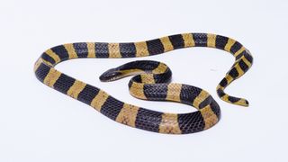 A black and yellow banded krait shown on a white background