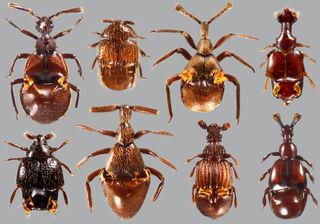 There are about 370 species of modern Clavigeritae beetles, with more likely awaiting discovery.