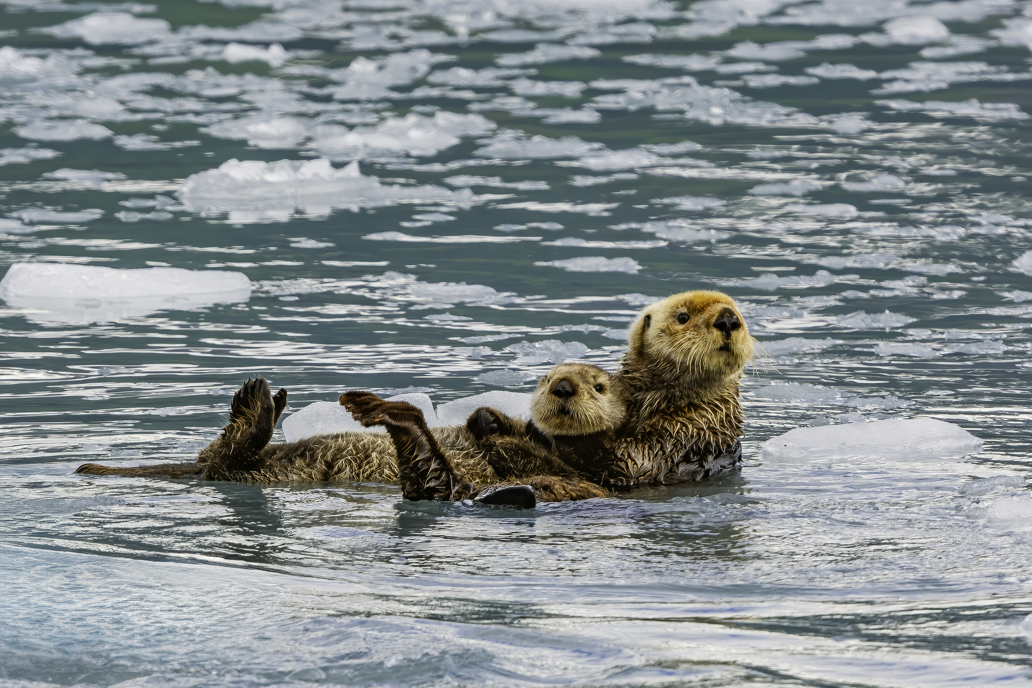 Alaska Sea Otter, Enhydra lutris, Prince William Sound, Alaska, in cold water, near glaciers, near or on ice from Surprise Glacier in Prince William Sound. Mother and young otters.