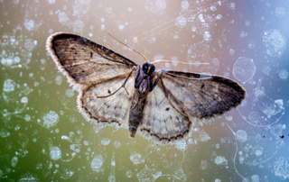 Moth on a window