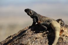 chuckwalla
