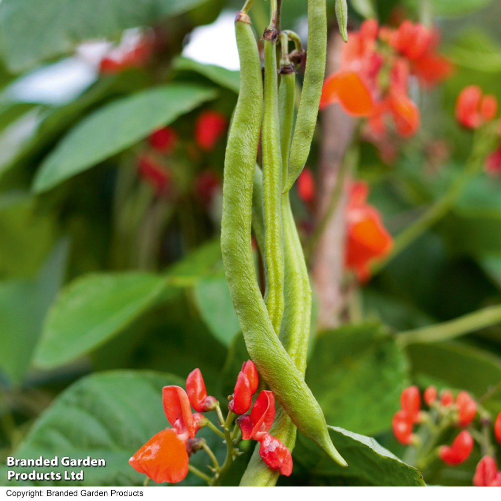 Runner Bean 'scarlet Emperor' - Seeds