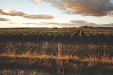 Keltern-vineyard_sunset.jpg