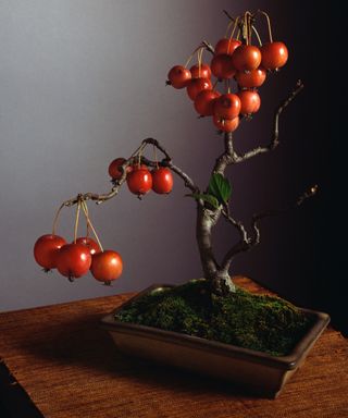 crab apple bonsai tree in container with bright red apples growing on it.