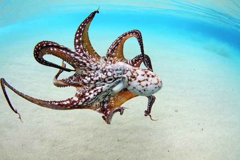 how long do octopus live
