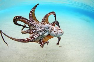 Wild Octopus