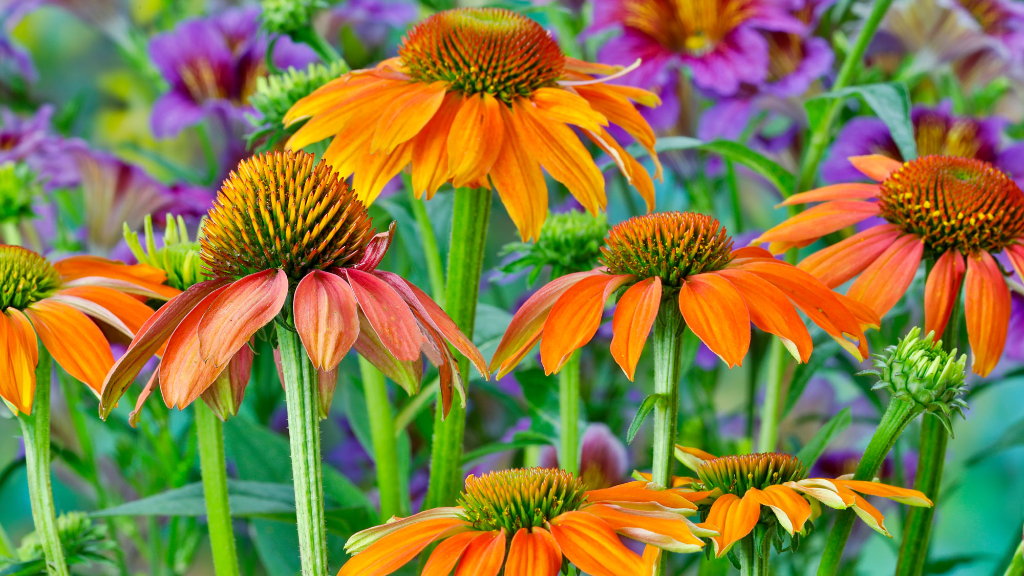 coneflowers in detail with large orange petals