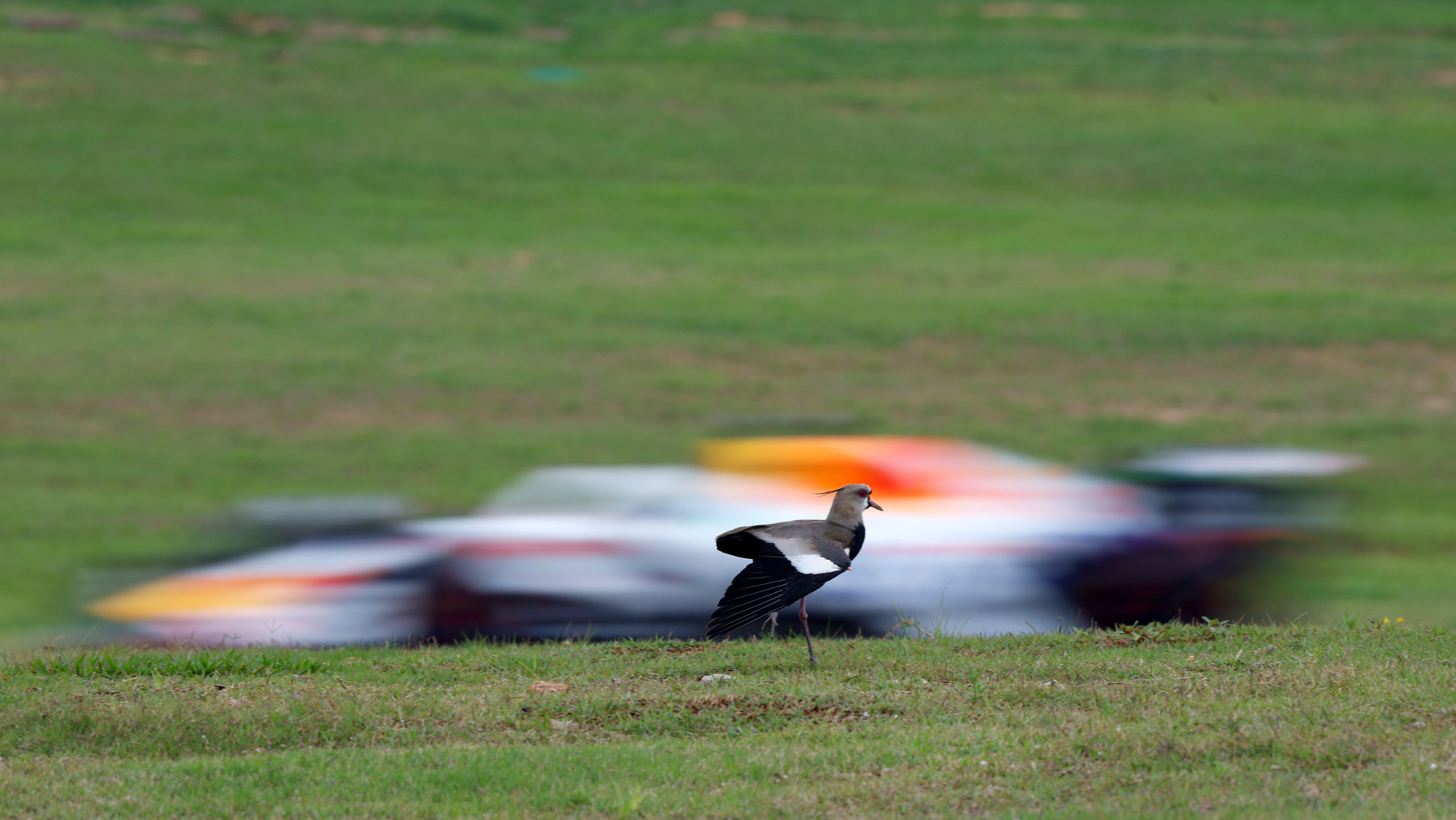 A bird stands next to the Formula One track as a blurry car whizzes past behind it