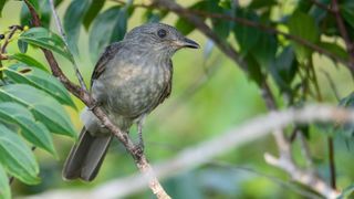 A screaming piha on a leafy branch