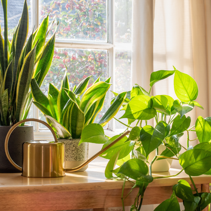 Snake plant and pothos houseplants in the window of a modern home during a heatwave
