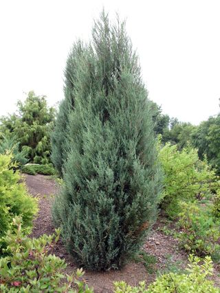 Privacy hedge Juniperus scopulorum ‘Blue Arrow’