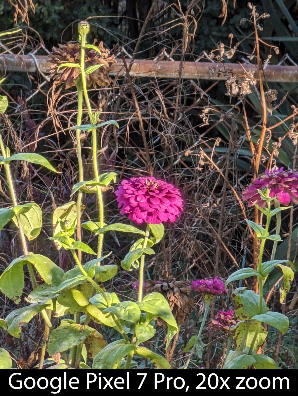 Camera samples from the Google Pixel 7 Pro's telephoto camera