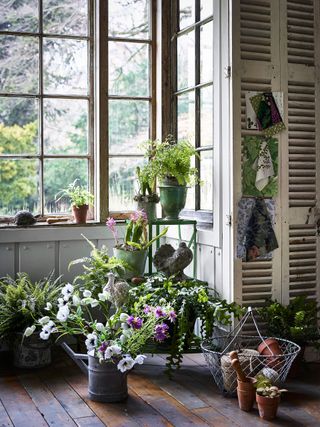 houseplants and flowers grouped near a period window with shutters