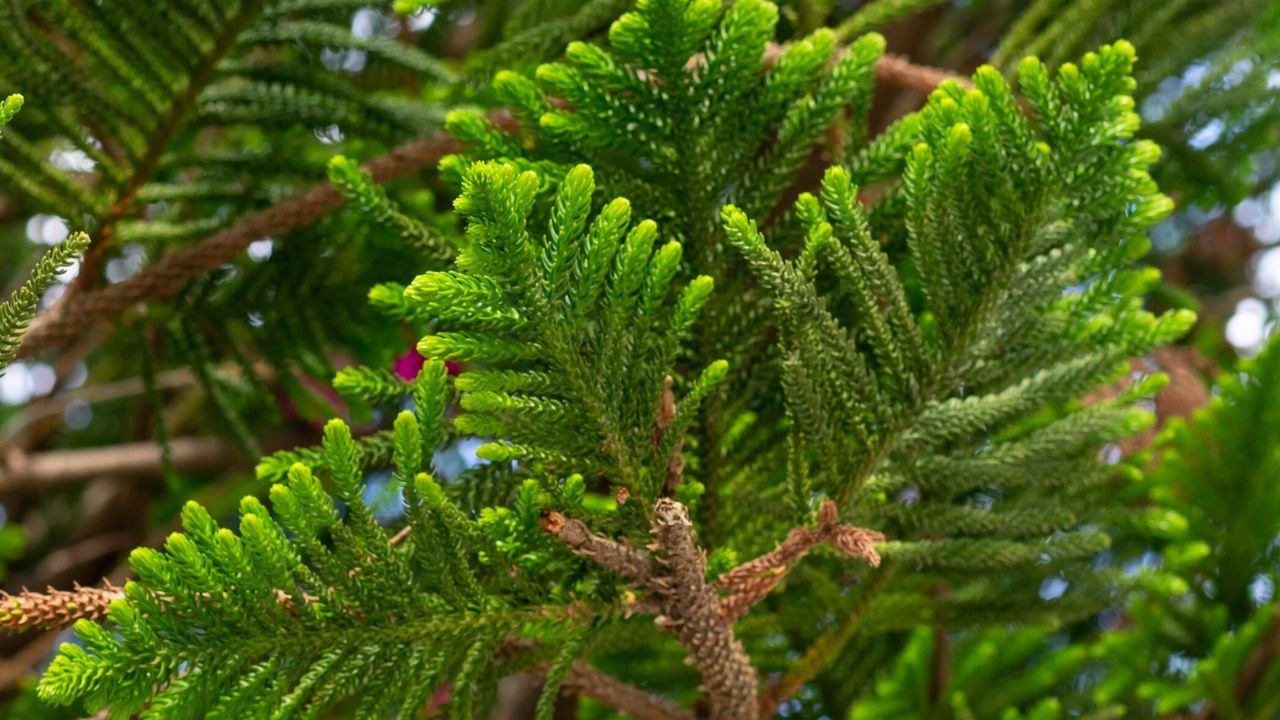 Foliage of Norfolk Island Pine