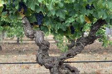 Old vine Grenache in The Cutting vineyard Barossa Valley