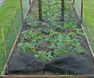 Netting strawberries to protect them from birds