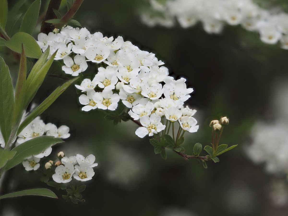 Olympus E-M1 Mark III
