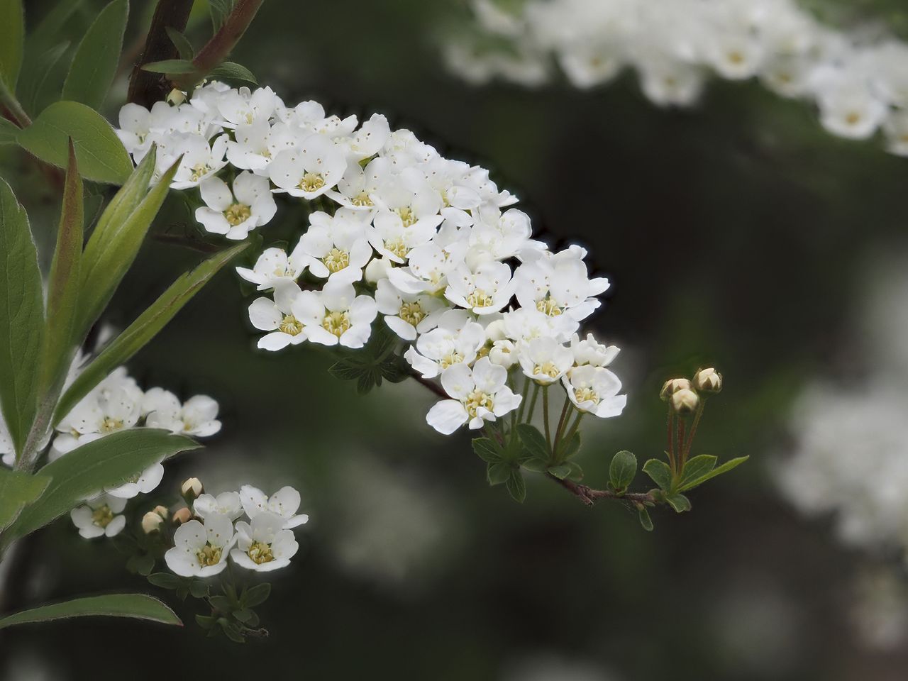 Olympus E-M1 Mark III