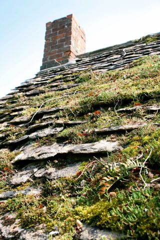 A build-up of moss is a cause for concern, as it can become very heavy and cause damage to the roof