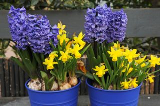Hyacinth and narcissi in pots