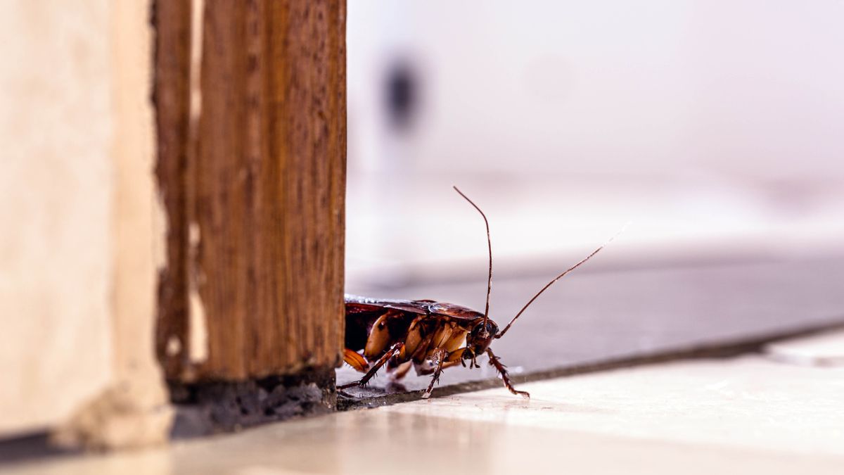 7 telltale signs of roaches in your home