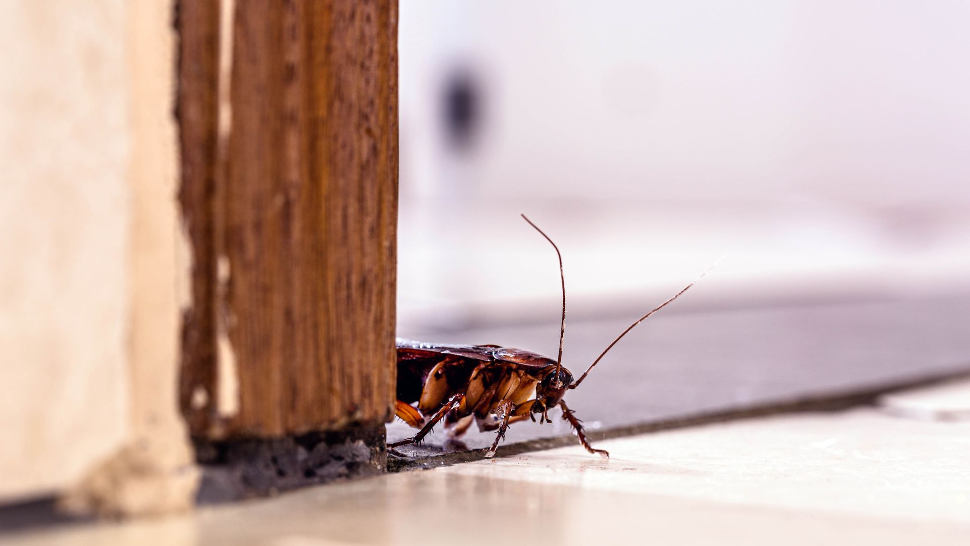 7 telltale signs of roaches in your home Tom's Guide