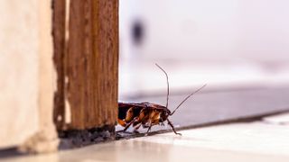 A roach poking out from behind a door frame