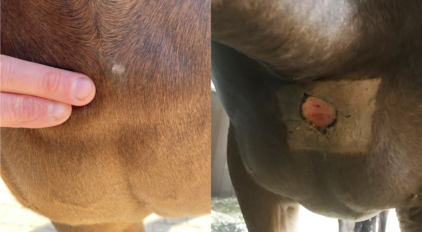 Sarcoids in horses are best treated at an early stage. This A small verrucous sarcoid before and after lazer removal.