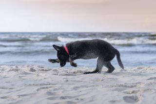 dog walking on beach Black shepherd puppy running on the beach