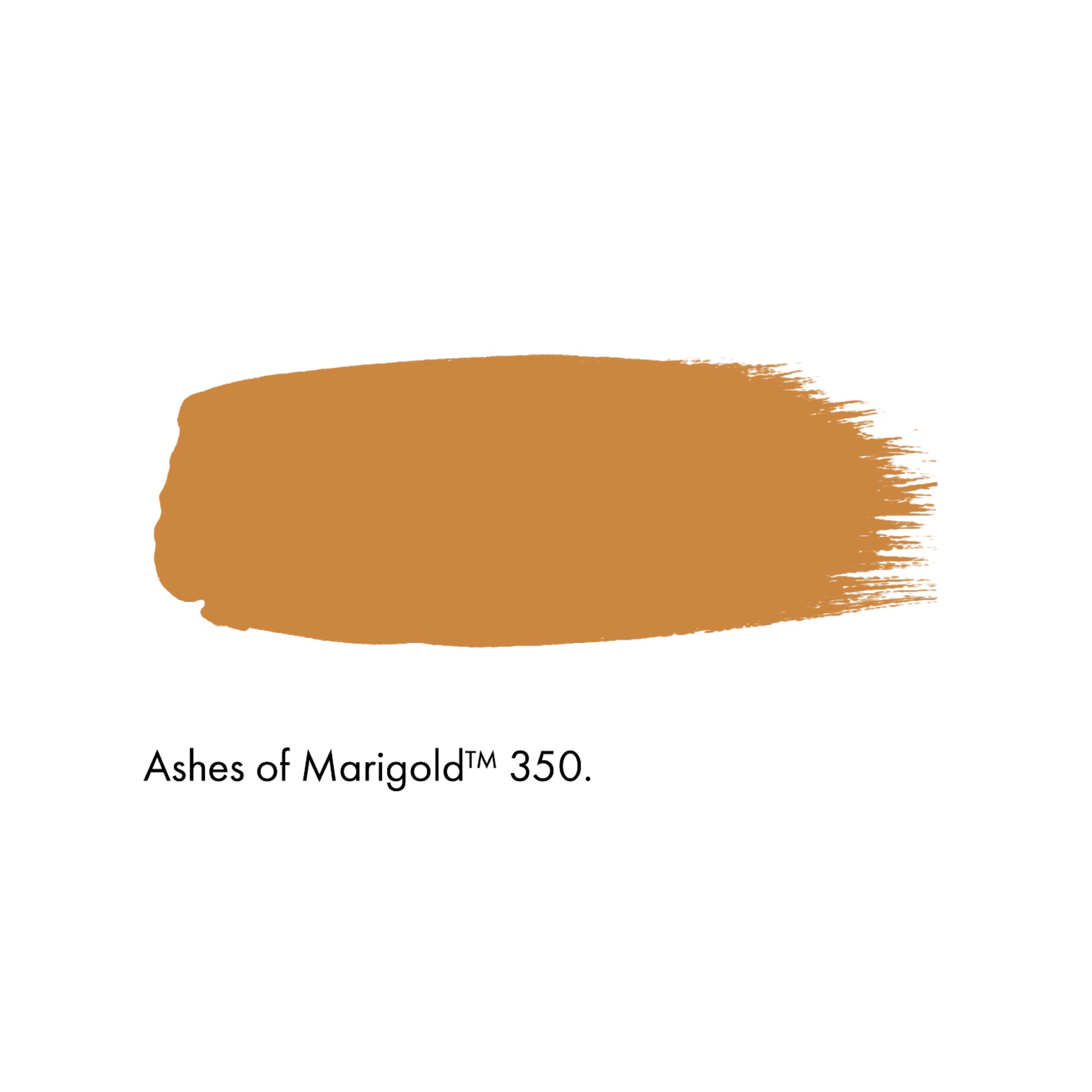 Little Greene Ashes of Marigold paint swatch