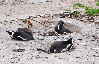 african-penguin-hatchlings-110304-02