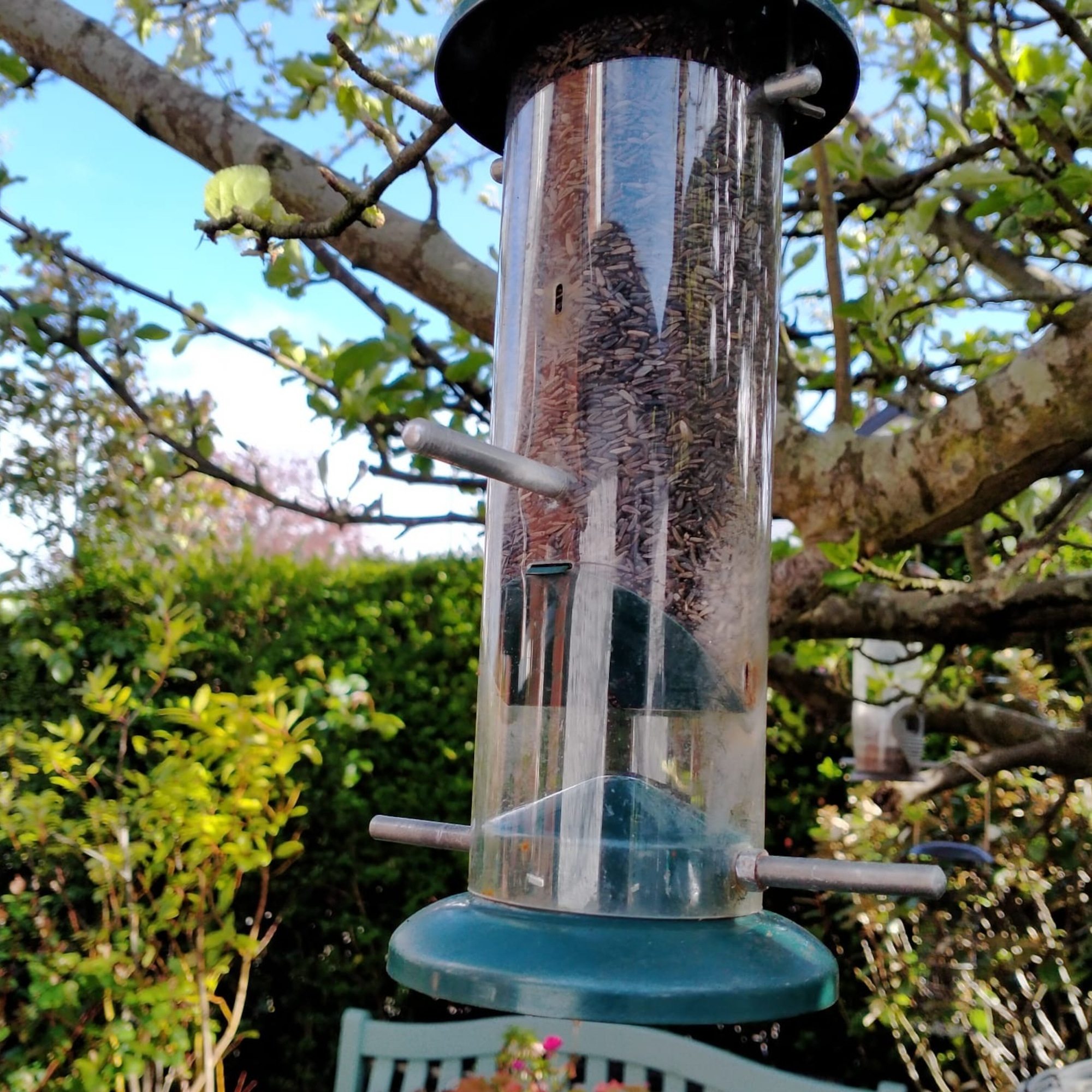 goldfinch feeder with niger seeds on apple tree