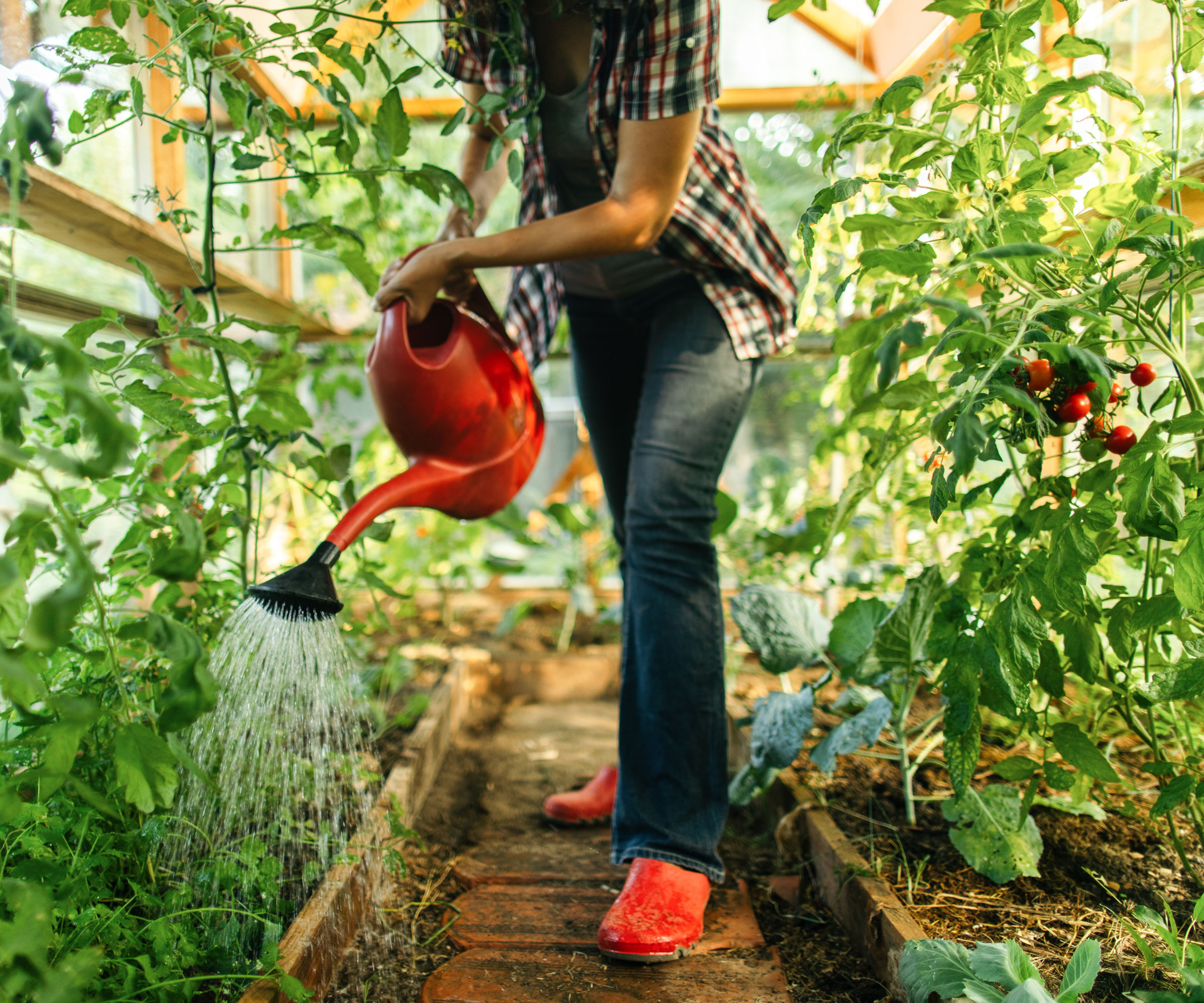 person with red watering can watering plants in greenhouse