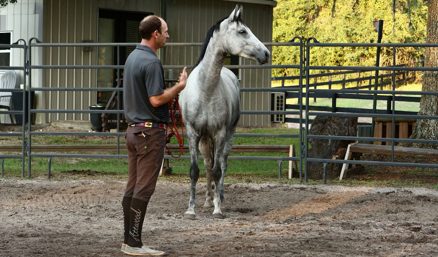 Groundwork exercise for horse that's hard to catch. Try to get the horse's attention.