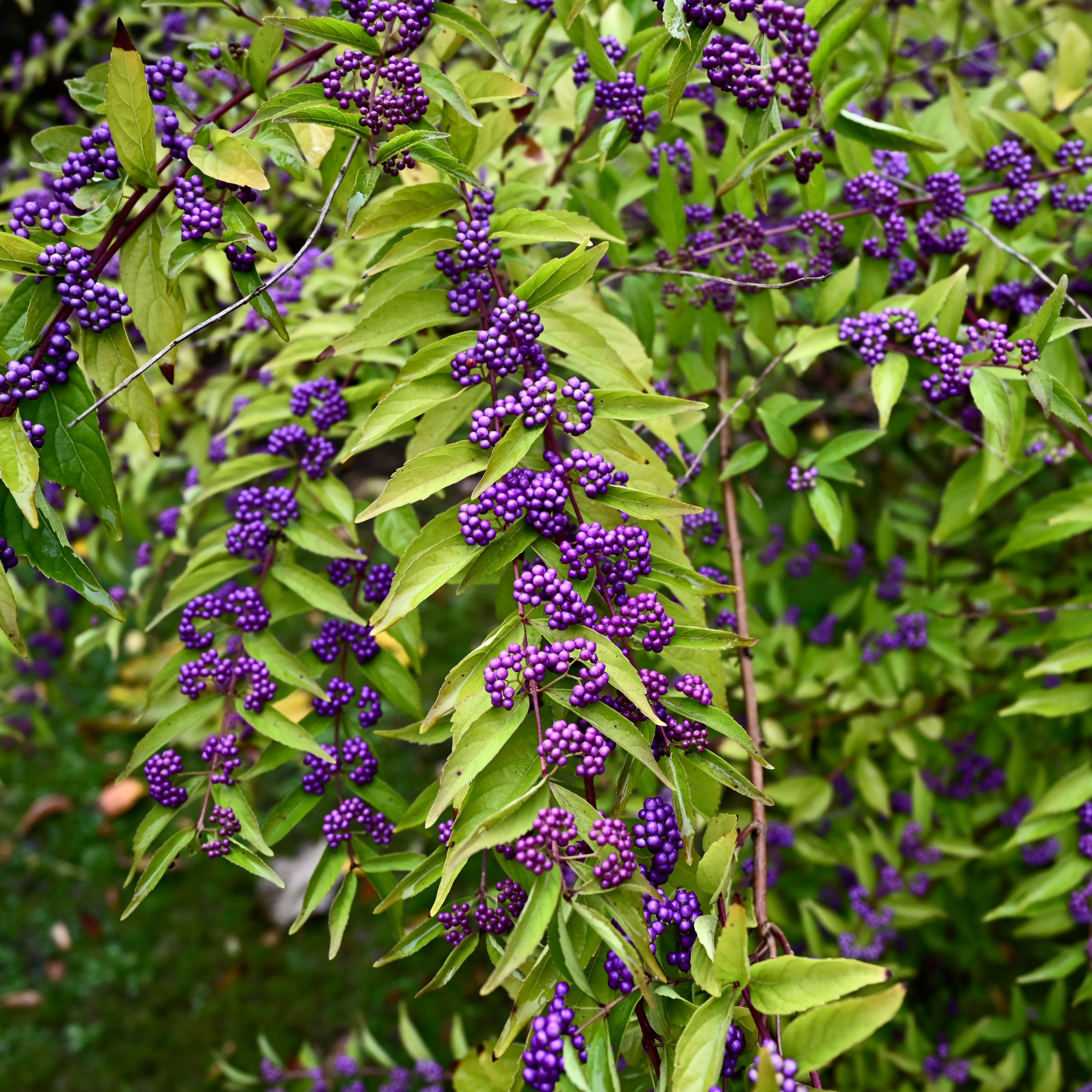 Purple berries on beuatyberry shrubs
