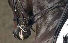 crank-noseband.jpg