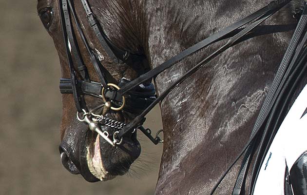 crank-noseband.jpg