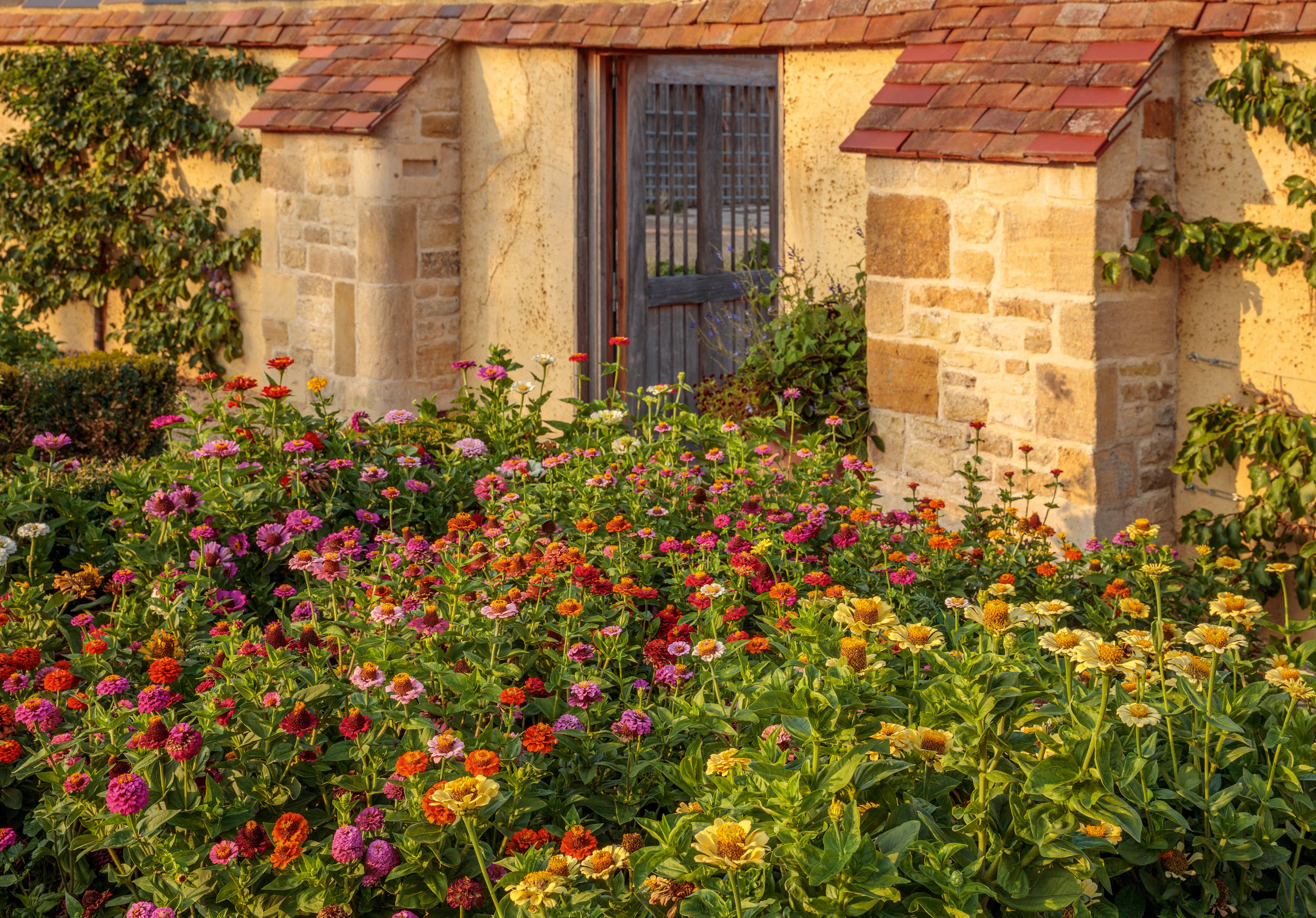 Ham Court's garden