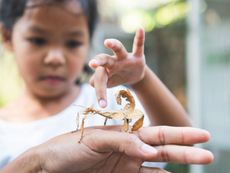 Child Holding A Garden Bug