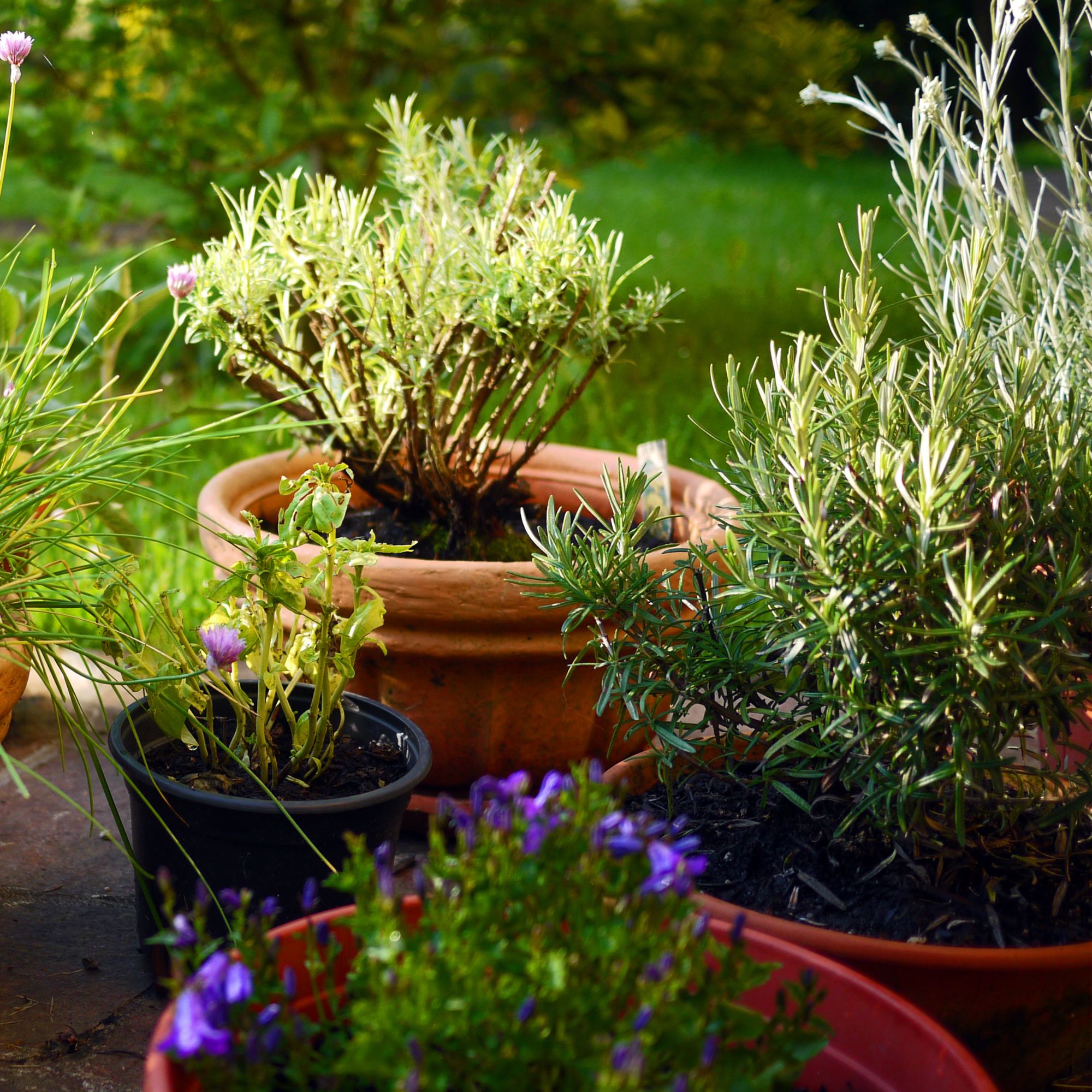 rosemary and thyme in terracotta pots