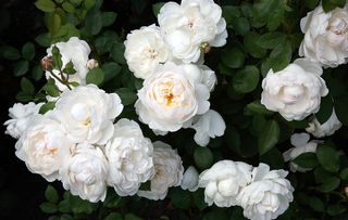 David Austin's 'Wife of Bath' rose, first bred in 1969