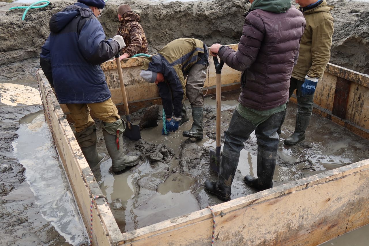 The team excavates the woolly mammoth's (Mammuthus primigenius) remains.
