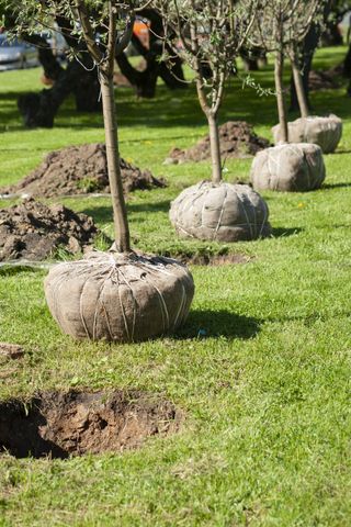 Planting apple trees