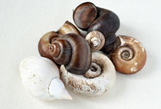 Exploring real natural objects, such as these shells, will help you understand their textures