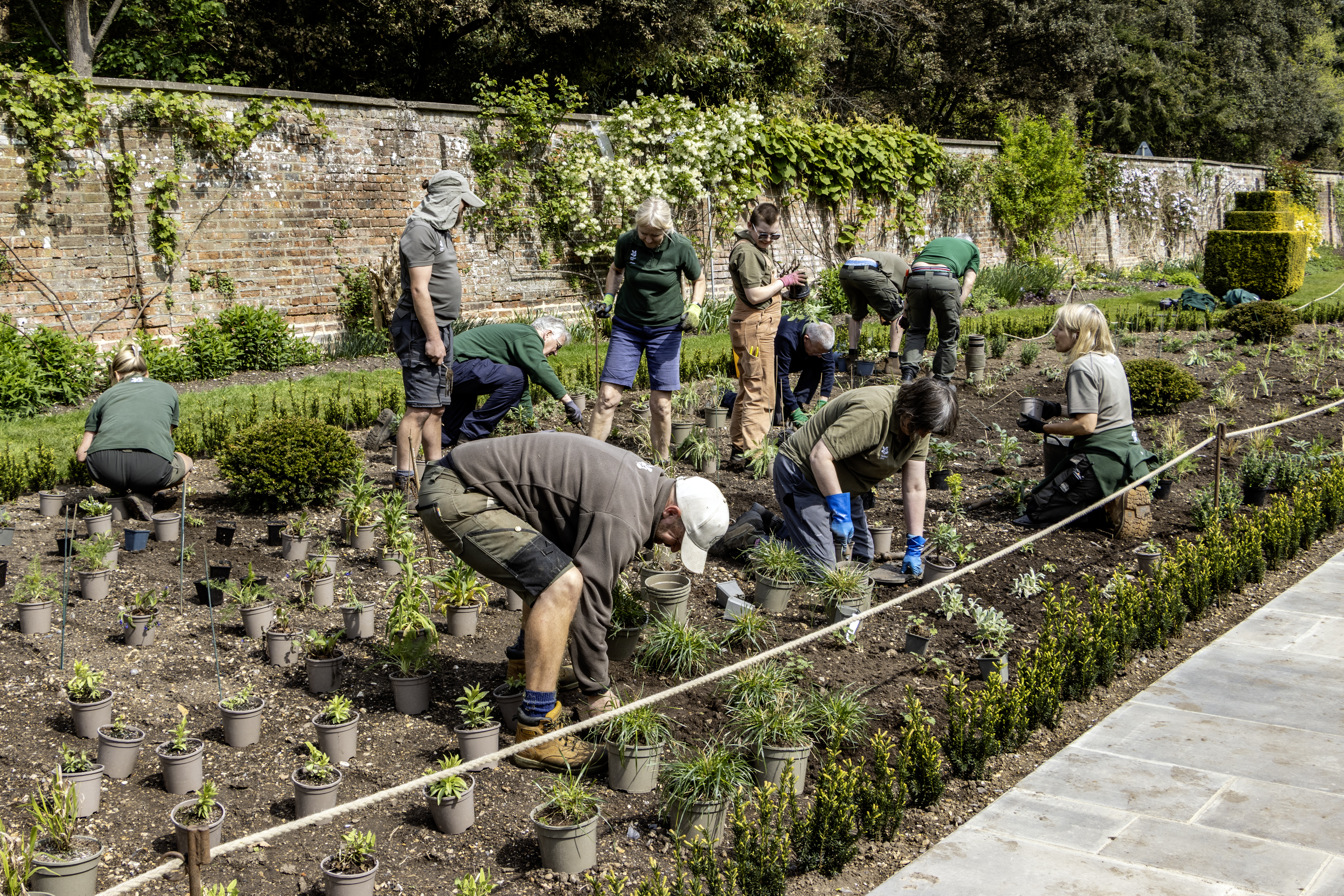 Cliveden&#039;s long garden in progress, volunteers planting the new garden