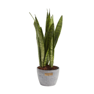 Sansevieria Zeylanica Snake Plant