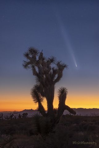 a fuzzy white streak of light in the sky above a large cactus-like plant