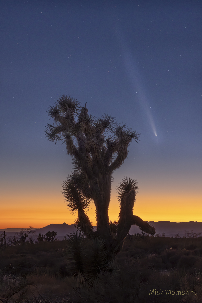 a fuzzy white streak of light in the sky above a large cactus-like plant