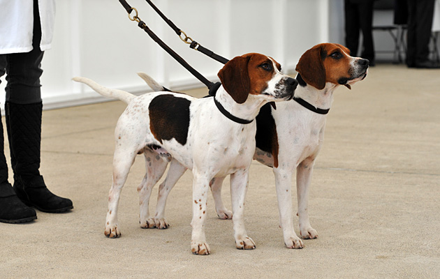 Gt Yorks. Hound Show Beagle &amp;amp; Harrier day 14.07.15